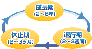 生え際やてっぺんの薄毛が生える発毛サイクルとは